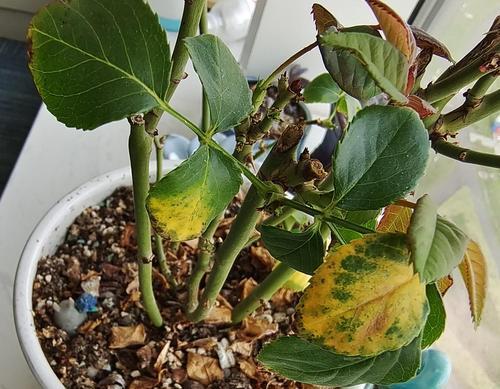 叶仙花叶子变黄的原因是什么？