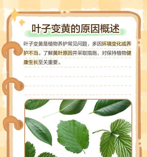 叶仙花叶子变黄的原因是什么？