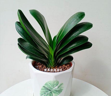 君子兰苗蓝花的正确养护方法是什么？