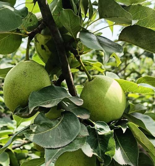果树起棱栽培的关键技术要点是什么？