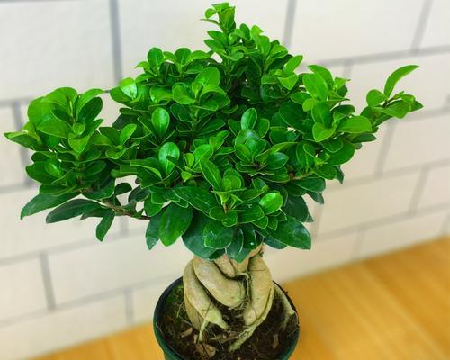 云南种植人参盆景的前景如何？有哪些优势？