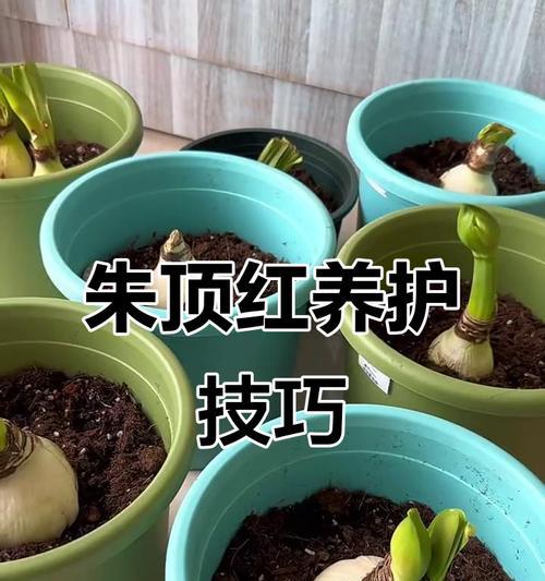 朱顶红的正确养护手段有哪些？