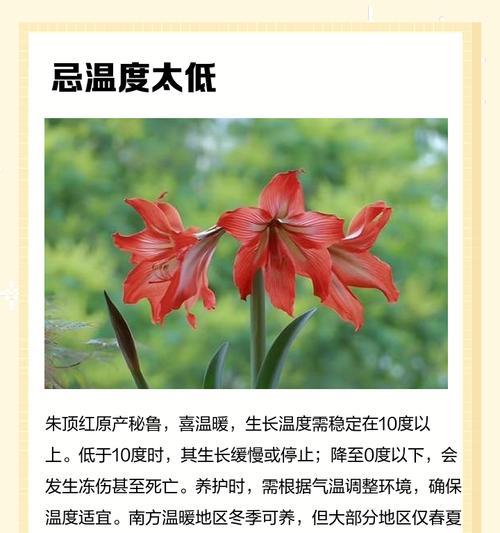 朱顶红的正确养护手段有哪些？