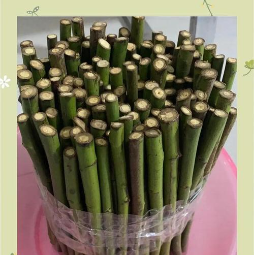 使用纯椰糠种植天竺葵的方法是什么？