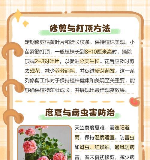 使用纯椰糠种植天竺葵的方法是什么？