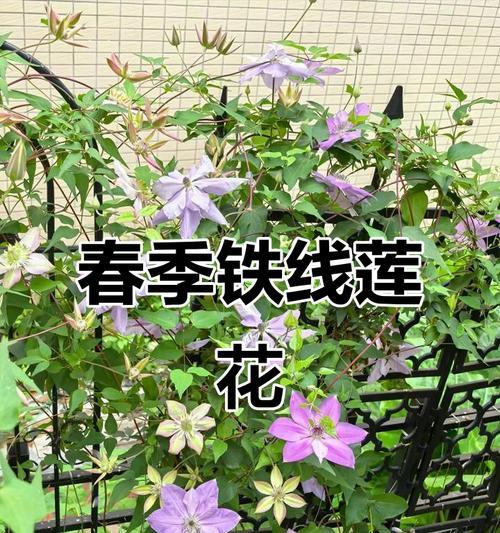 铁线莲魔喷如何避免贴地生长？