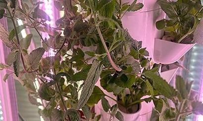 水培可食用香草植物种类有哪些？