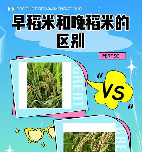 湖南晚稻的最佳播种时间是什么时候？