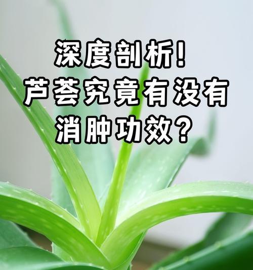 芦荟叶子发黄的原因及解决措施是什么？