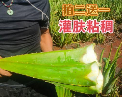 芦荟叶子发黄的原因及解决措施是什么？