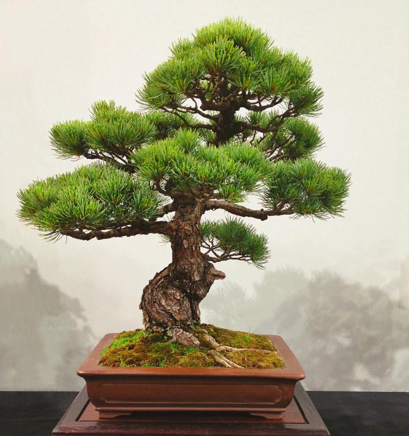 观赏植物产品种类繁多，如何选择？