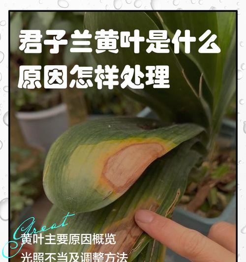 君子兰出现黑点的原因及解决办法是什么？