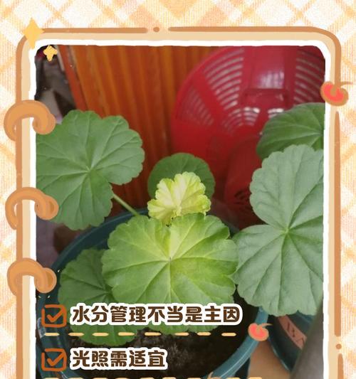 如何用天竺葵树叶制作手工艺品？有哪些创意方法？