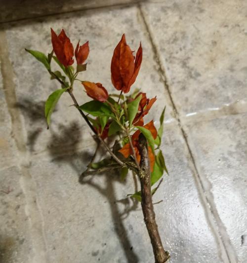 三角梅装饰技巧：三根枝条如何制作？