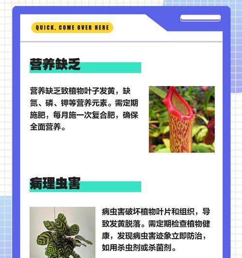 叶子发黄长斑点的解决方法是什么？