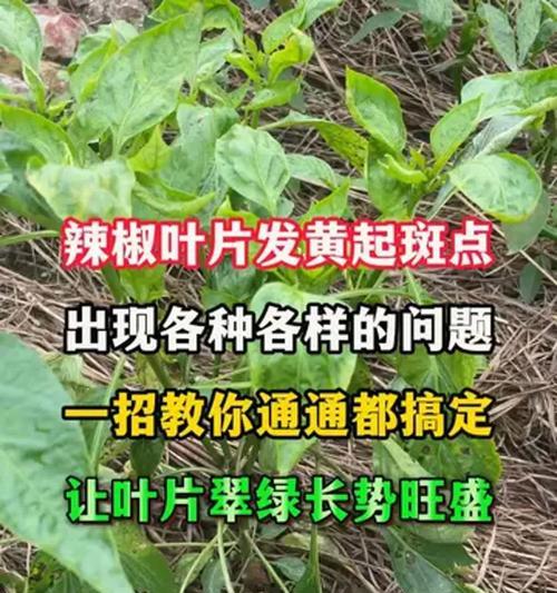 叶子发黄长斑点的解决方法是什么？