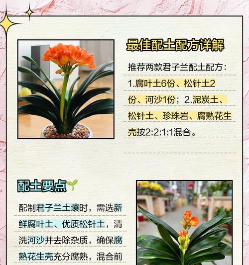 君子兰散射光是什么光？如何正确使用？