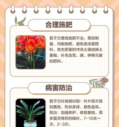 君子兰散射光是什么光？如何正确使用？