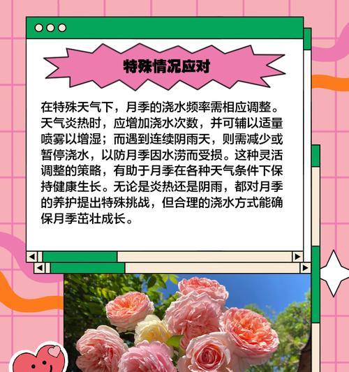 屋顶月季的养护技巧是什么？