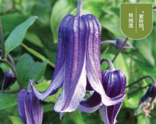 蓝色铁线莲铃铛的养殖方法是什么？