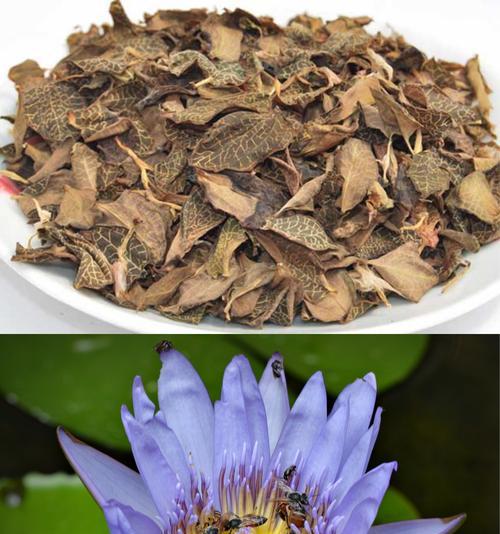 蓝色铁线莲铃铛的养殖方法是什么？