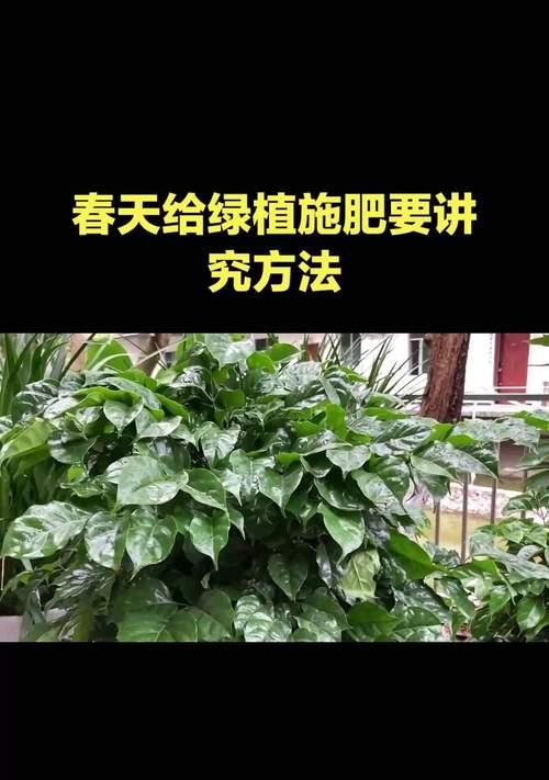 绿植施肥技巧有哪些常见问题？