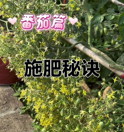 绿植施肥技巧有哪些常见问题？