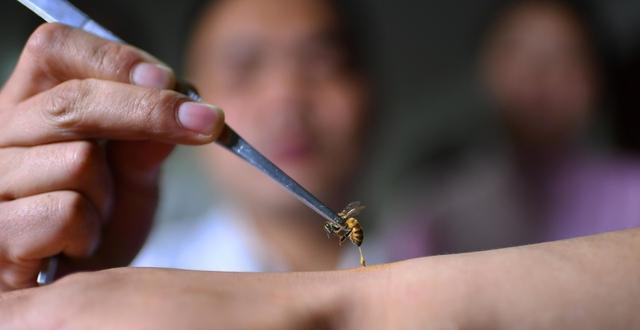 君子兰有蜗牛怎么处理？有哪些有效的方法？