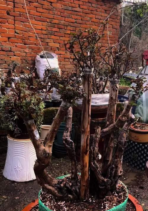 月季密植长条盆景的养护要点是什么？