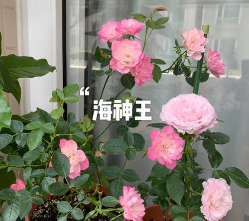 月季密植长条盆景的养护要点是什么？