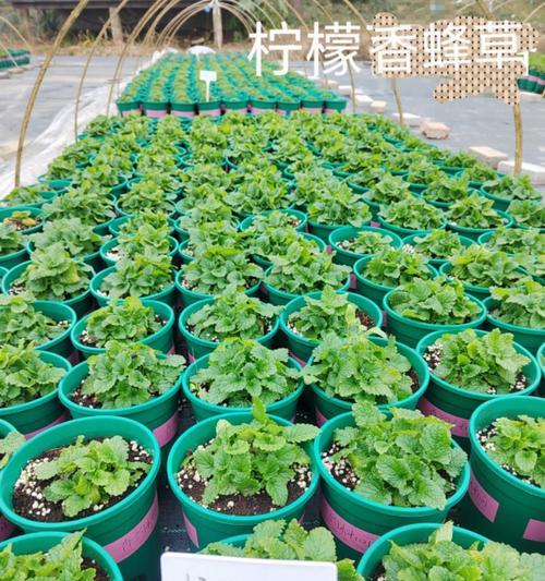 哪些植物属于香草类？