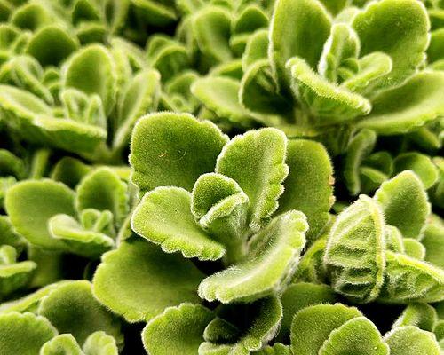 哪些植物属于香草类？