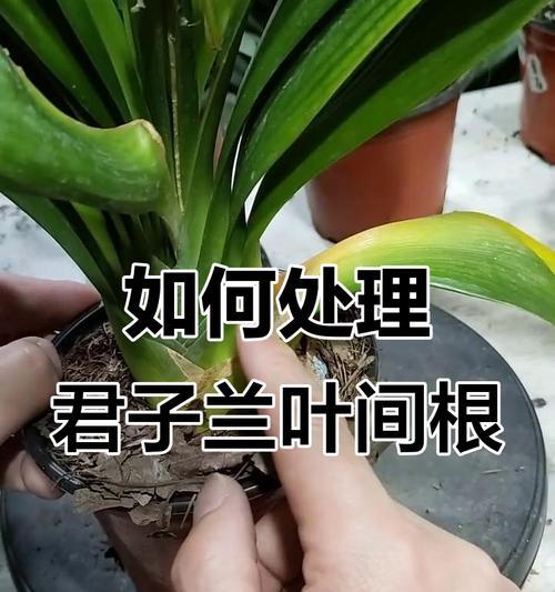 君子兰根部有哪些独特特点？