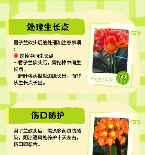 君子兰根部有哪些独特特点？