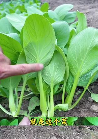 绿叶菜类蔬菜栽培技术包括哪些？