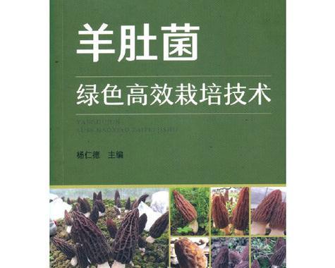 羊肚菌栽培技术要点是什么？