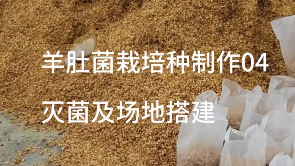 羊肚菌栽培技术要点是什么？