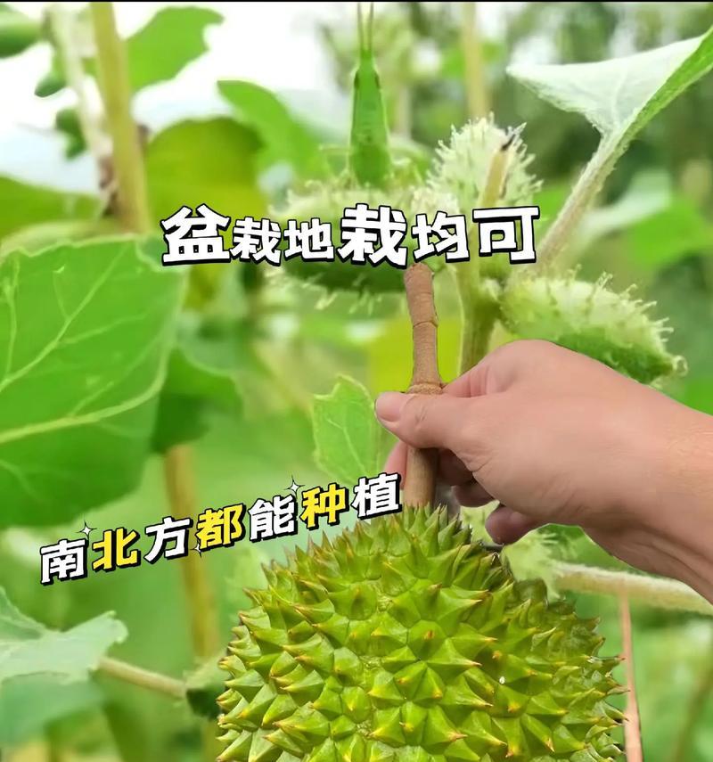 家庭种植榴莲有哪些成功经验？如何提高榴莲的产量？