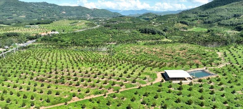 家庭种植榴莲有哪些成功经验？如何提高榴莲的产量？