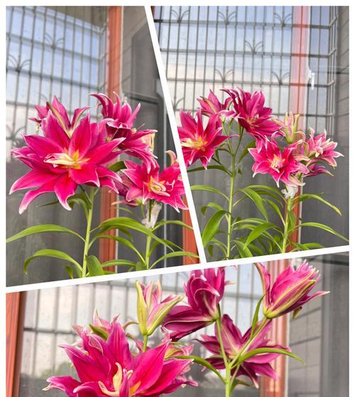 种百合什么时间可以播种？播种技巧有哪些？
