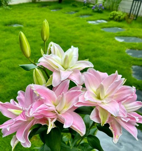 种百合什么时间可以播种？播种技巧有哪些？