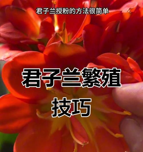 君子兰授粉后多久成熟？如何判断成熟时间？