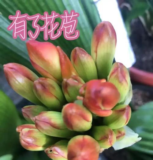 君子兰授粉后多久成熟？如何判断成熟时间？