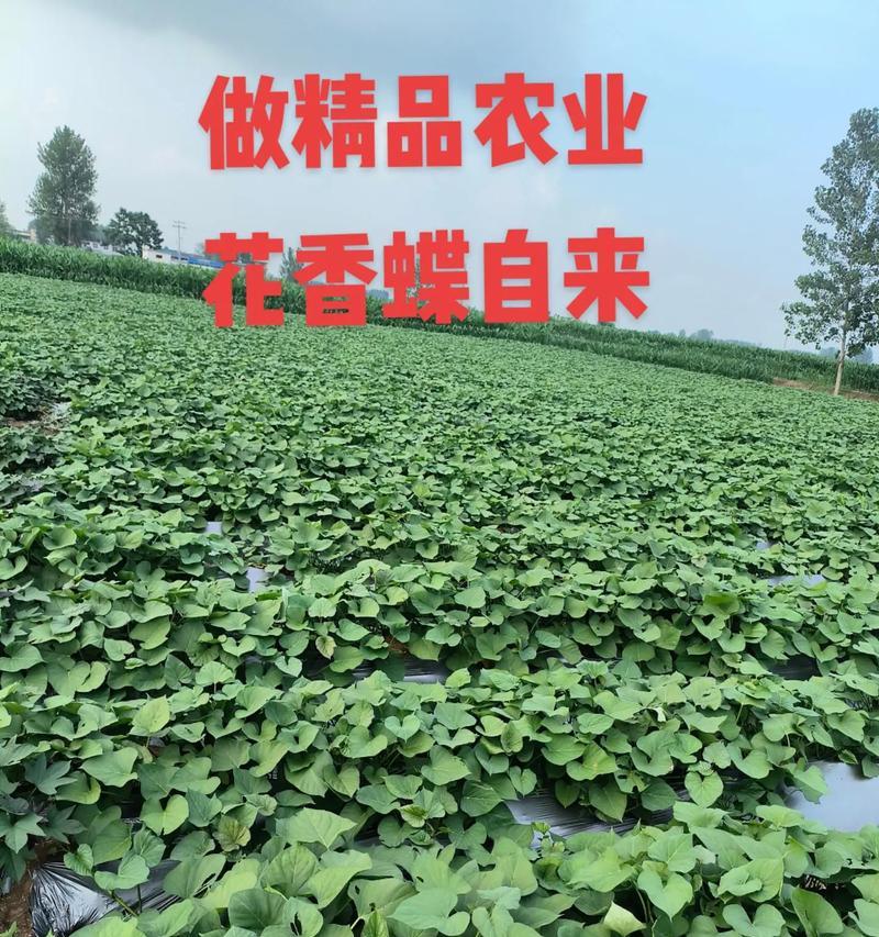 红薯早产栽培的关键技术是什么？