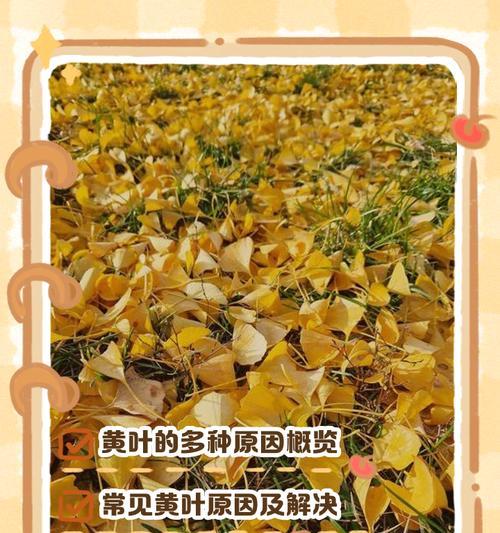 叶子频繁发黄可能是什么原因？