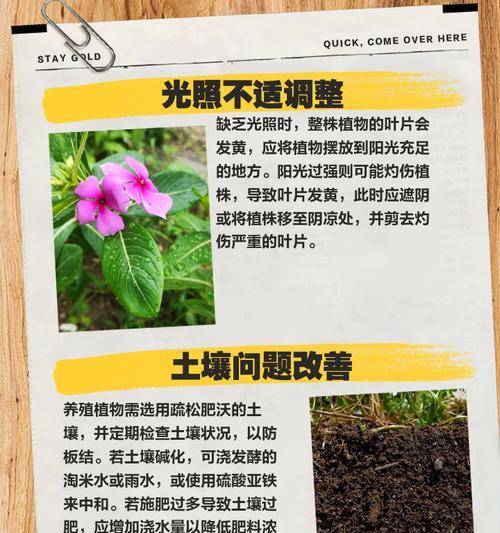 叶子频繁发黄可能是什么原因？
