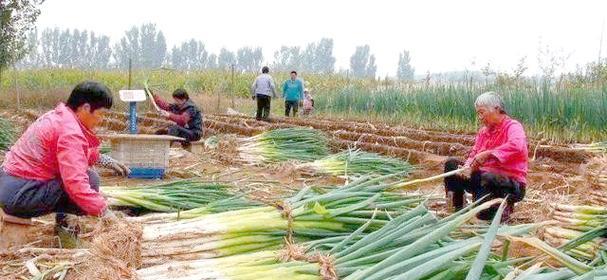 大葱北方什么时候播种？最佳播种时间是什么时候？
