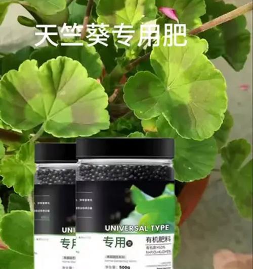 小苗天竺葵黄叶的原因及解决方法是什么？