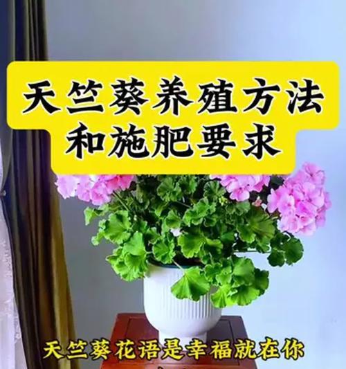 小苗天竺葵黄叶的原因及解决方法是什么？