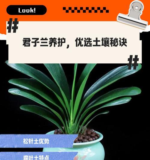 君子兰适宜的土壤类型和配制方法是什么？